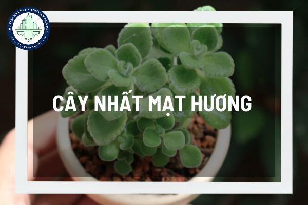 thuviennhadat.vn