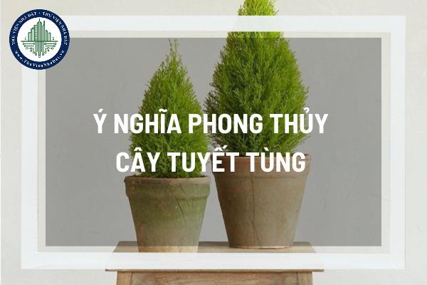 Ý nghĩa phong thủy của cây tuyết tùng? Vị trí đặt cây tuyết tùng tạo phong thủy tốt cho ngôi nhà 