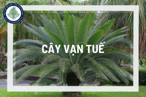 thuviennhadat.vn