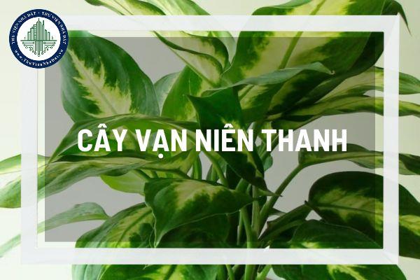 thuviennhadat.vn