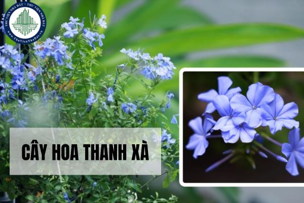 Ý nghĩa phong thủy của cây hoa thanh xà?