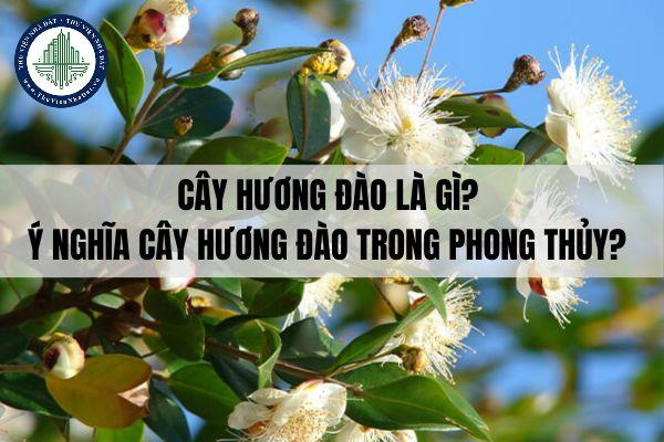 Cây hương đào là gì? Ý nghĩa cây hương đào trong phong thủy?