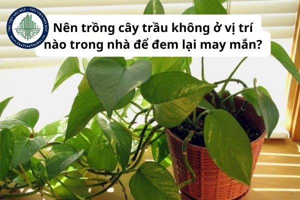 Nên trồng cây trầu không ở vị trí nào trong nhà để đem lại may mắn?