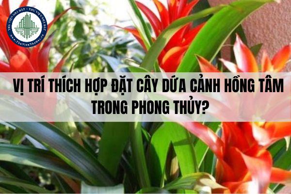 Vị trí thích hợp đặt cây dứa cảnh hồng tâm trong phong thủy?