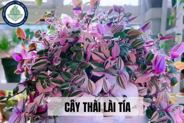 Ý nghĩa phong thủy và công dụng của cây thài lài tía?