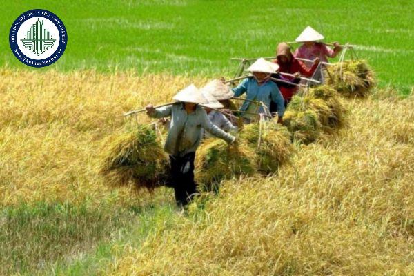 Mức phạt đối với hành vi tự ý chuyển mục đích sử dụng đất trồng lúa sang đất ở? (Hình từ internet)
