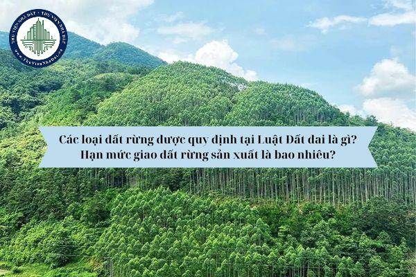 Các loại đất rừng được quy định tại Luật Đất đai là gì? Hạn mức giao đất rừng sản xuất là bao nhiêu?