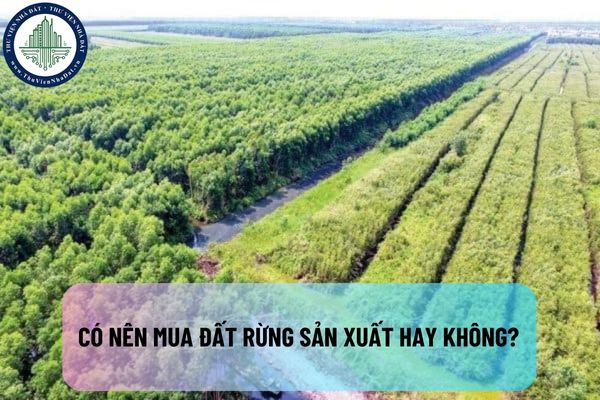 Có nên mua đất rừng sản xuất hay không? Những rủi ro có thể gặp phải khi mua đất rừng sản xuất