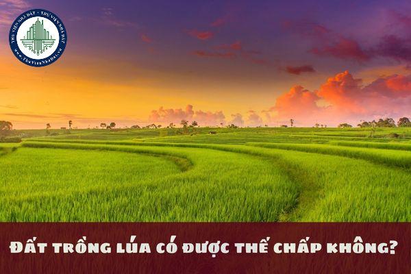 Đất trồng lúa có được thế chấp không? Điều kiện để thế chấp quyền sử dụng đất trồng lúa