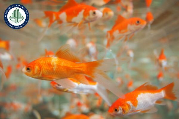 Thả cá chép ngày ông Công ông Táo như thế nào cho đúng?