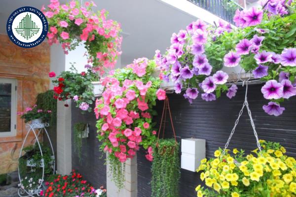 Các loại cây dây leo trồng ban công đem lại phong thủy tốt cho gia chủ?