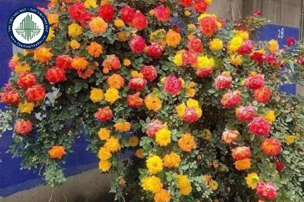 Các loại cây dây leo trồng ban công đem lại phong thủy tốt cho gia chủ?