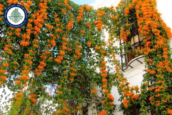 Các loại cây dây leo trồng ban công đem lại phong thủy tốt cho gia chủ?