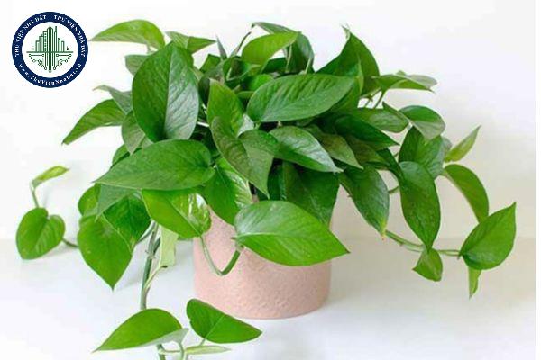 thuviennhadat.vn