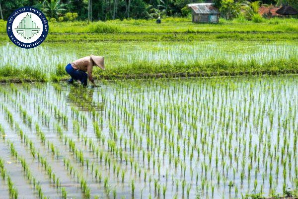 Công trình phục vụ trực tiếp sản xuất nông nghiệp trên đất trồng lúa có được xây tầng hầm không?