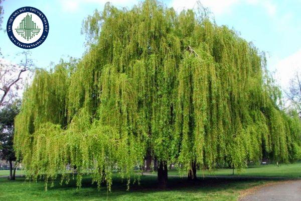 Ý nghĩa phong thủy của cây liễu? Có nên trồng cây liễu trước cửa nhà không? 