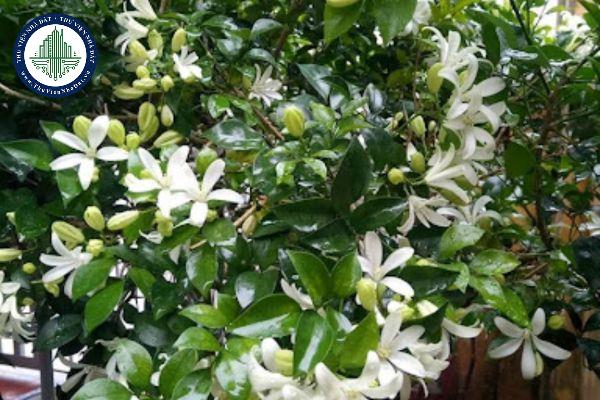 thuviennhadat.vn