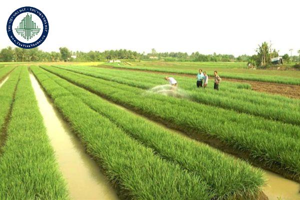 Sử dụng tầng đất mặt xây dựng công trình trên đất chuyển đổi từ đất chuyên trồng lúa sang mục đích phi nông nghiệp thế nào?
