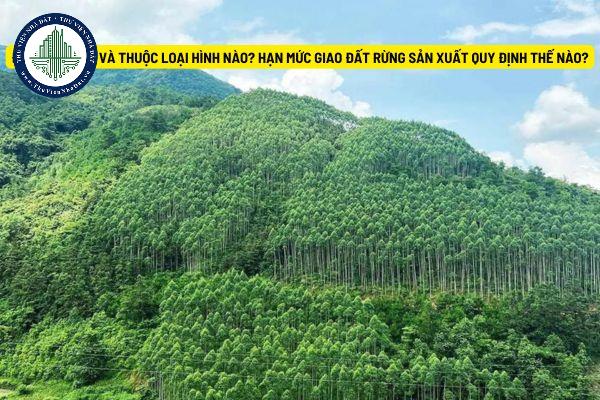 Đất RSX là gì và thuộc loại nào? Hạn mức giao đất rừng sản xuất quy định thế nào?