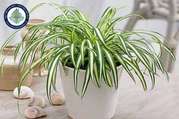 Vị trí đặt cây lan chi trong nhà đúng phong thủy mang lại sự may mắn cho gia chủ?