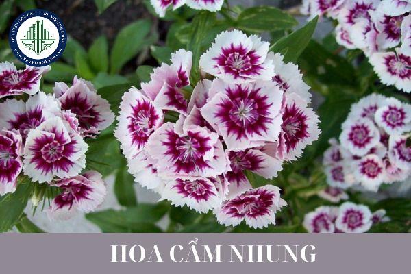 thuviennhadat.vn