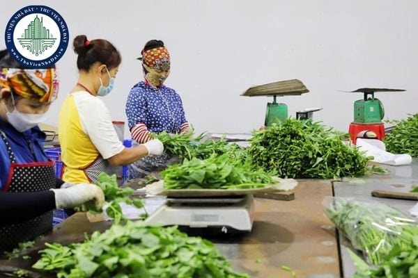 Bảo đảm an toàn thực phẩm dịp Tết Nguyên đán và Lễ hội xuân năm 2025 theo Công điện số 05/CĐ-TTg
