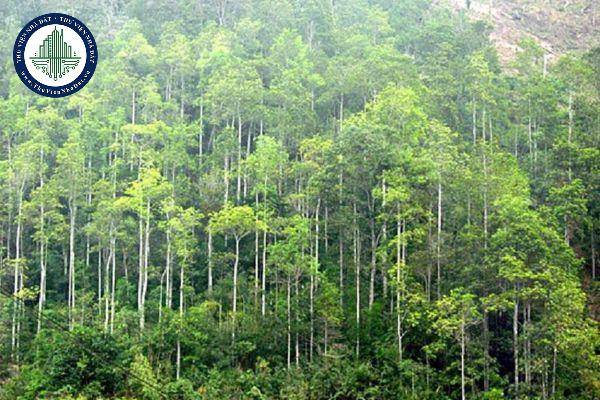 Thanh lý rừng trồng là gì? Nguyên nhân và nguyên tắc của việc thanh lý rừng trồng theo Nghị định 140/2024/NĐ-CP có hiệu lực từ ngày 25/10/2024? (Ảnh từ Internet)