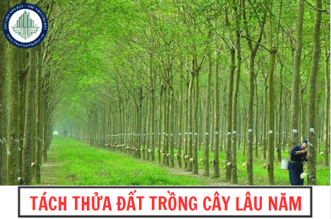 Đất trồng cây lâu năm là gì? Đất trồng cây lâu năm có được phép tách thửa không?