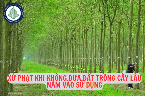 Xử phạt 20 triệu đồng khi không đưa đất trồng cây lâu năm vào sử dụng