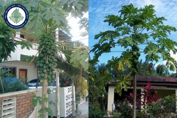 Cây đu đủ có ý nghĩa gì trong phong thủy? Có nên trồng cây đu đủ trong nhà để mang lại may mắn?