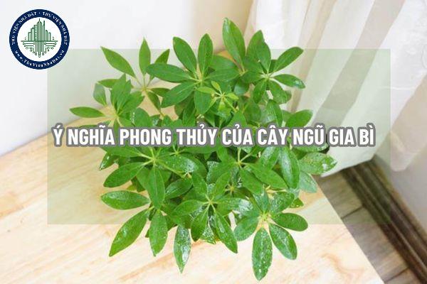 Cây Ngũ Gia Bì hợp mệnh gì? Ý nghĩa phong thủy của cây Ngũ Gia Bì như thế nào?