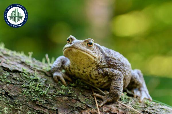 Cóc vào nhà mang lại điềm báo gì trong phong thủy?