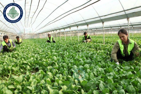 Đối tượng vay từ Quỹ hợp tác xã được quy định như thế nào?