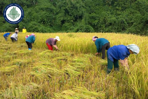 Mức hỗ trợ phí bảo hiểm nông nghiệp cho cá nhân sản xuất nông nghiệp thuộc diện hộ nghèo, cận nghèo là bao nhiêu?