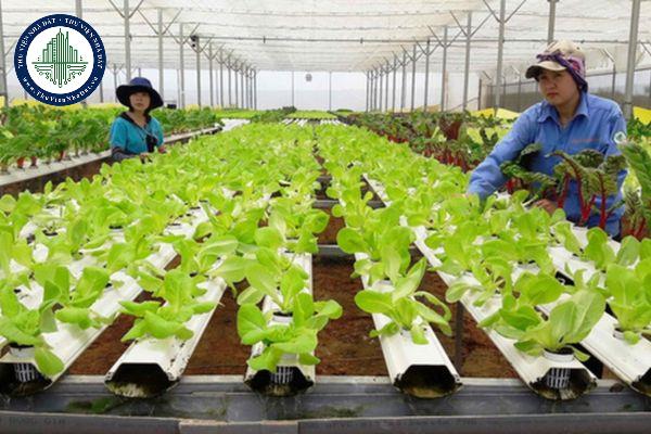 Quy định về Giám đốc Quỹ hợp tác xã địa phương theo mô hình công ty TNHH được quy định như thế nào?