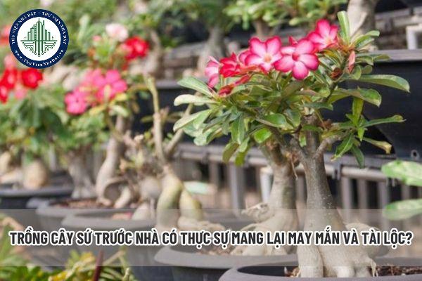 Cây hoa sứ và loại hoa gì? Có nên trồng hoa sứ trước nhà không?