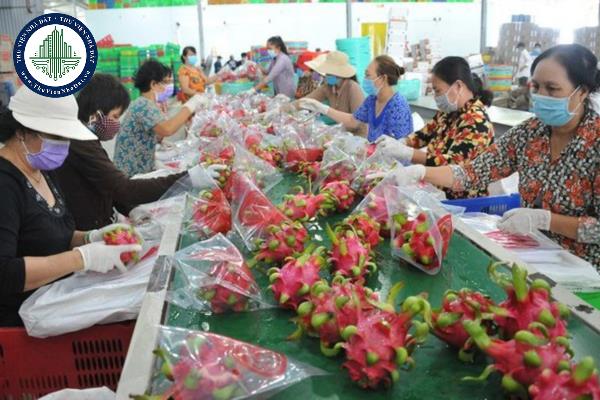 Việc ra quyết định thanh tra an toàn thực phẩm được quy định như thế nào?