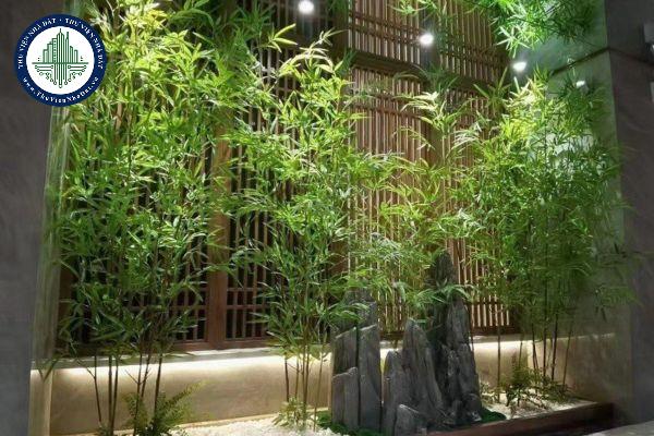 Vị trí đặt cây trúc quân tử trong nhà để thu hút tài lộc và bình an