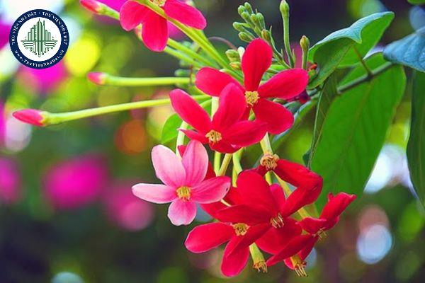 thuviennhadat.vn