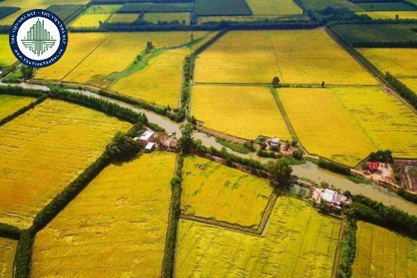 Hạn mức giao đất trồng lúa được quy định thế nào hiện nay?