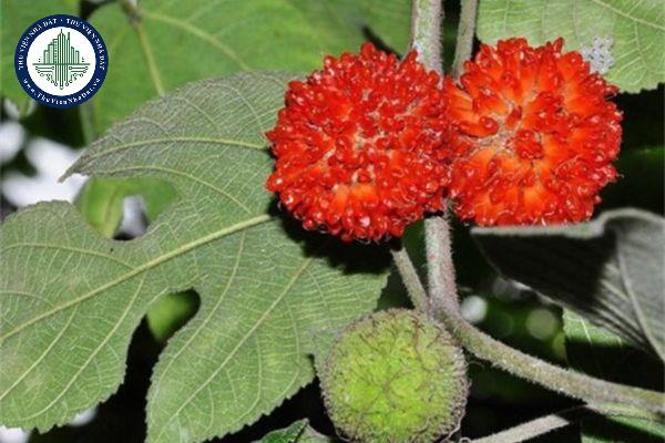 thuviennhadat.vn