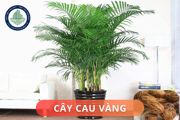 Ý nghĩa phong thủy của cây cau vàng là gì? Vị trí đặt cây cau vàng trong nhà hợp phong thủy