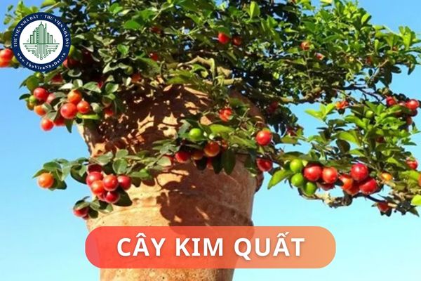 Ý nghĩa phong thủy của cây kim quất? Cách bố trí cây kim quất trong nhà hợp phong thủy