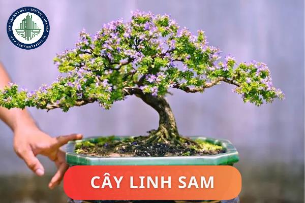 thuviennhadat.vn