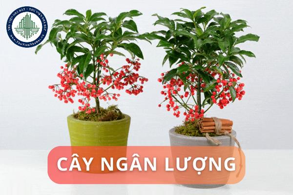 Đặc điểm của cây ngân lượng? Cách đặt cây ngân lượng trong nhà ở đúng phong thủy? 