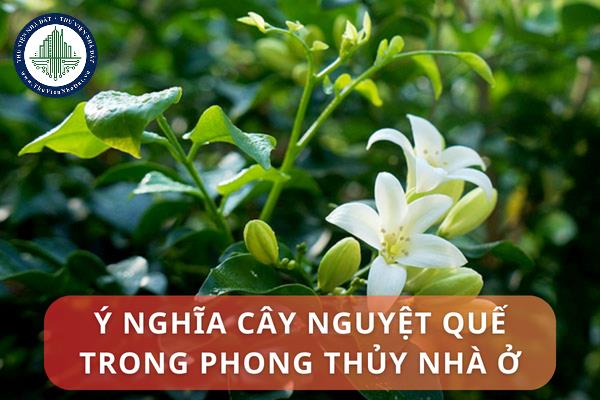 Ý nghĩa cây nguyệt quế trong phong thủy nhà ở? Những vị trí đặt cây nguyệt quế trong nhà hợp phong thủy?