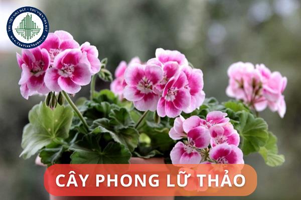 Ý nghĩa cây phong lữ thảo trong phong thủy nhà ở. Đặt cây phong lữ thảo ở đâu trong nhà thì hợp phong thủy?