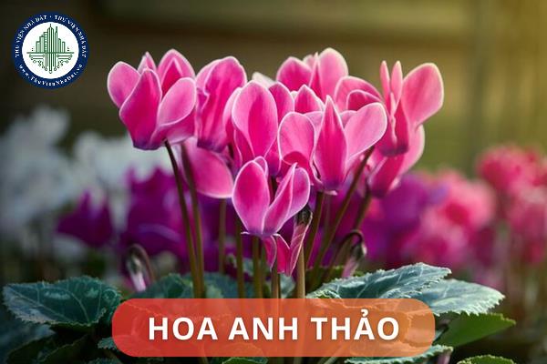 Ý nghĩa phong thủy của hoa anh thảo? Vị trí và hướng đặt cây hoa anh thảo trong nhà hợp phong thủy