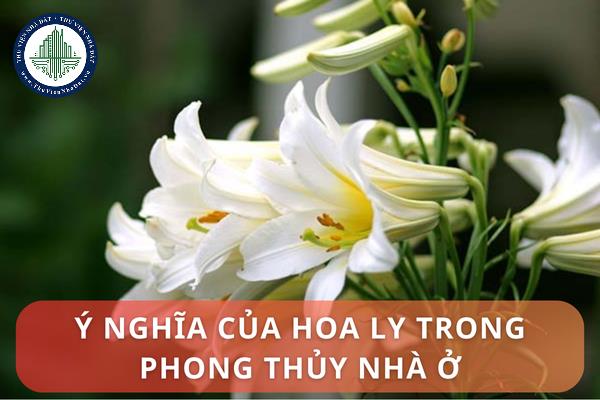 thuviennhadat.vn