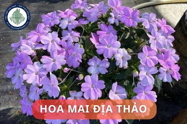 Ý nghĩa phong thủy của hoa mai địa thảo? Những vị trí phù hợp để đặt hoa mai địa thảo trong nhà